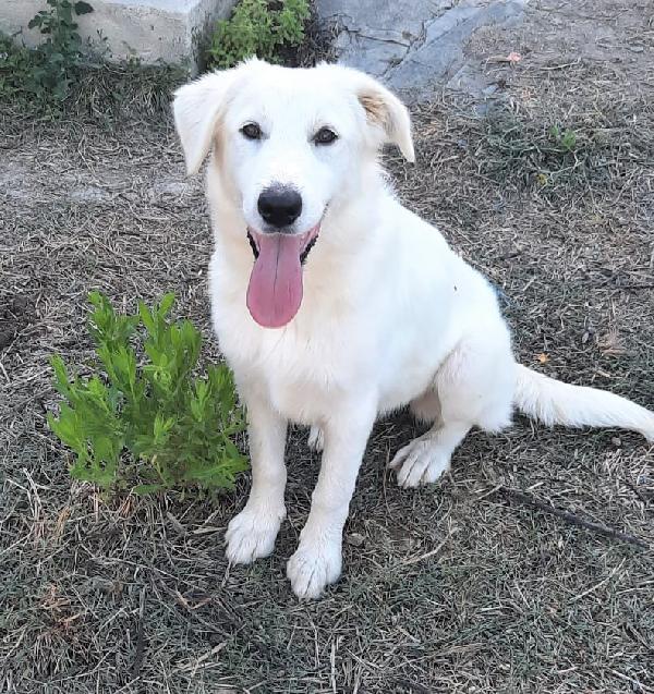 Nora Cucciola Simil Maremmano/Golden Retriever 